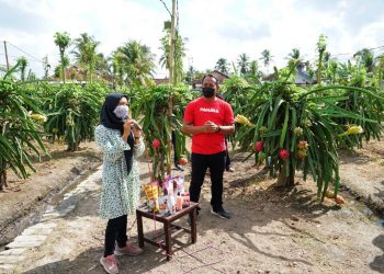 Teknologi Tepat Guna Buah Naga Banyuwangi, Masuk Top 99 Sinovik