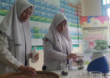 Siswi MTs NU Trate Gresik Raih Juara 2 LKTI Nasional Creativity Competition 2022/2023 Berkat Larvasida Pembasmi Jentik Nyamuk Dari Daun Pepaya Jepang 13 Siswi MTs NU Trate Gresik Raih Juara 2 LKTI Nasional Creativity Competition 2022/2023 Berkat Larvasida Pembasmi Jentik Nyamuk Dari Daun Pepaya Jepang