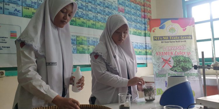 Siswi MTs NU Trate Gresik Raih Juara 2 LKTI Nasional Creativity Competition 2022/2023 Berkat Larvasida Pembasmi Jentik Nyamuk Dari Daun Pepaya Jepang 