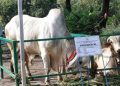 Sapi Qurban Jenis Benggala Asal Lamongan berbobot 1,1 ton dari Jokowi Tiba di Masjid Nasional Al Akbar Surabaya (MAS)