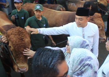 Wali Kota Surabaya Serahkan Sapi Kurban Ke RPH, Ada 77 Hewan Kurban Di Sembelih Untuk Warga Surabaya 13 Wali Kota Surabaya Serahkan Sapi Kurban Ke RPH, Ada 77 Hewan Kurban Di Sembelih Untuk Warga Surabaya