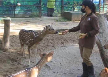 Fenomena Bediding, KBS Beri Tambahan Nutrisi & Vitamin Untuk Satwa Agar Tidak Sakit.