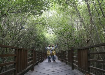 Kebun Raya Mangorve Surabaya Terlengkap se-Indonesia, Miliki Koleksi 59 Jenis Tanaman 13 Kebun Raya Mangorve Surabaya Terlengkap se-Indonesia, Miliki Koleksi 59 Jenis Tanaman