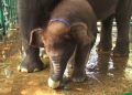 Gajah Betina KBS Lahirkan Bayi Gajah Lucu Diberi Nama Rocky Balboa