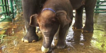 Gajah Betina KBS Lahirkan Bayi Gajah Lucu Diberi Nama Rocky Balboa