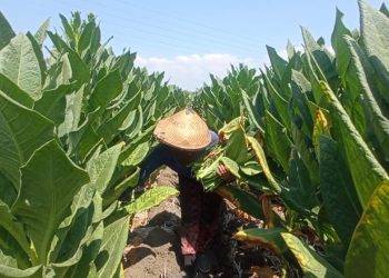 Panen Raya Rendemen Tembakau Turun 3 Persen