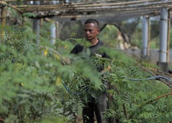 PLN Upayakan Kurangi Emisi dengan Ubah Lahan Kritis Jadi Hijau dan Produktif