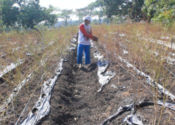 Dilanda Kekeringan, Petani Cabai Di Made Rugi Puluhan Juta