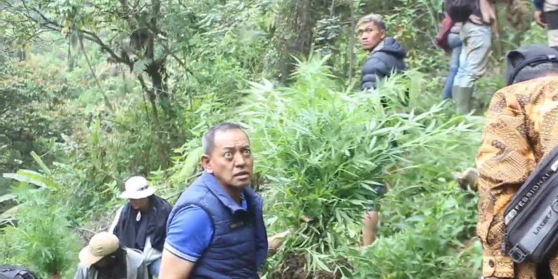 Terbaru, Polisi Temukan 48 Ribu Batang Ganja dari Ladang Ganja di Area TNBTS