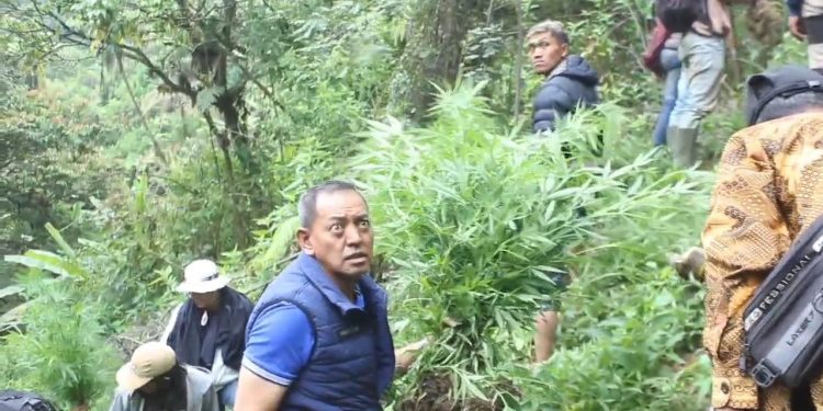 Terbaru, Polisi Temukan 48 Ribu Batang Ganja dari Ladang Ganja di Area TNBTS