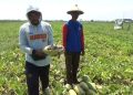 Di Musim Kemarau Petani Timun Mas di Jombang Gagal Panen