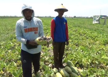 Di Musim Kemarau Petani Timun Mas di Jombang Gagal Panen