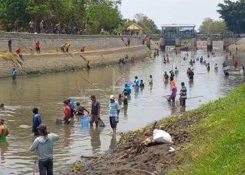 Ratusan Warga Jombang Berburu Ikan di Kali Gunting