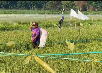 Cara Petani Desa Glagahan Perak Usir Hama Burung Emprit