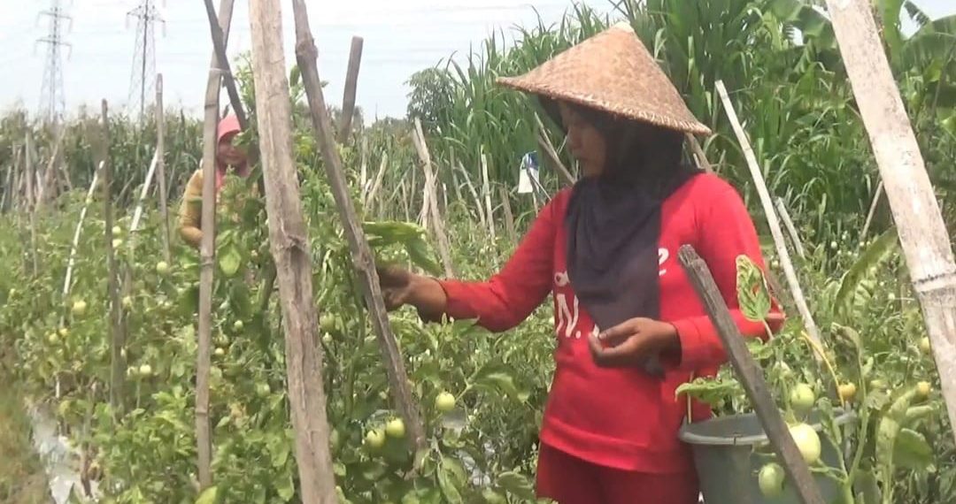 Harga Naik Saat Cuaca Ekstrem, Petani Tomat Desa Glagahan Perak Sumringah