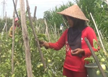 Harga Naik Saat Cuaca Ekstrem, Petani Tomat Desa Glagahan Perak Sumringah