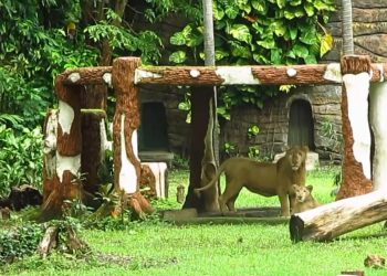 Sambut Nataru, Singa Putih Zeus dan Kiara Ramaikan Kebun Binatang Surabaya