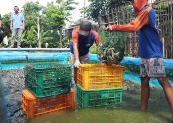 Dari 5 Jadi 170 Kolam, Pria Temuwulan Perak Jombang Sukses Budidaya Ikan Lele
