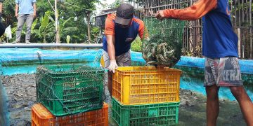 Dari 5 Jadi 170 Kolam, Pria Temuwulan Perak Jombang Sukses Budidaya Ikan Lele
