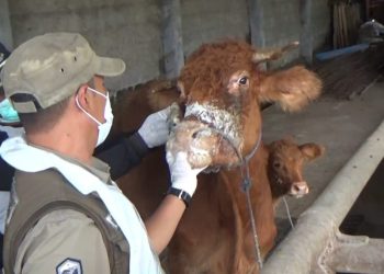 421 Sapi di Jombang Terjangkit Wabah PMK, 19 Ekor Mati