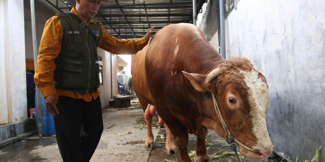 Bruno Gemoy, Nama Unik Sapi Kurban Prabowo Untuk Warga Surabaya