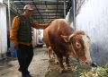 Bruno Gemoy, Nama Unik Sapi Kurban Prabowo Untuk Warga Surabaya