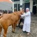 Wujud Kepedulian Sesama, Majelis Ar-Rohimin Surabaya Sembelih 41 Hewan Kurban pada Idul Adha 1447 H